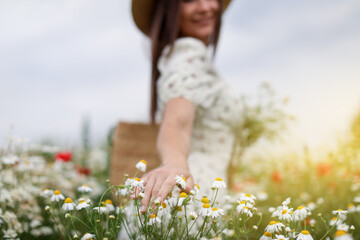 Woman touching chamomile flowers in wildflower meadow, closeup
