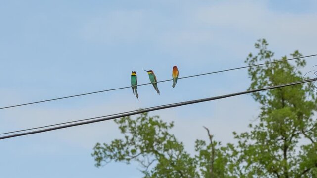 European bee-eaters (Merops apiaster) perched on a wire, communicating with each other