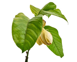 Magnolia liliifera flower with leaves, Egg magnolia flower isolated on white background, with...