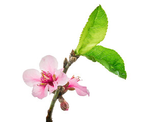 Peach flower with leaves, Prunus persica flowers, Peach blossoms isolated on white background, with...