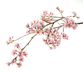 Prunus cerasoides flower, Wild Himalayan cherry plants, isolated on white background                                                                   