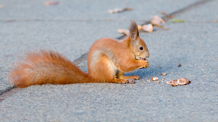squirrel eating nut
