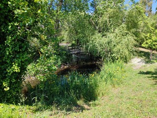 Detail of a natural pond, surrounded by plants and trees, in a natural oasis.