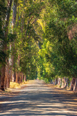 Peaceful green lovers road lined with tall eucalyptus trees in Gokova