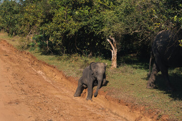 Baby elephant trying to climb a ditch on a dirt road with his mom, an adult elephant, next to him in the Yala National Park, Sri Lanka