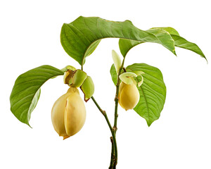 Magnolia liliifera flower with leaves, Egg magnolia flower isolated on white background, with...