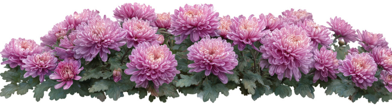 Arreglo floral o ramo colorido. flores de primavera aisladas sobre fondo transparente.