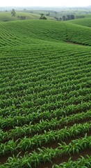 Lush green cornfield rows, rolling hills