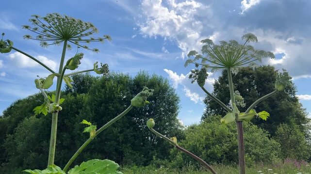 Giant hogweed blooming under summer sky