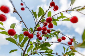 A bunch of red cherries hanging from a tree