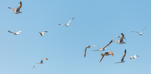 A flock of seagulls flying in the sky