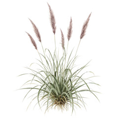 Ornamental grass plumes elegantly isolated against a pure transparent canvas aesthetic