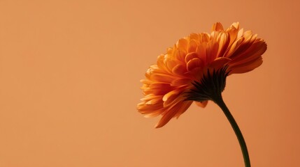 Orange flower studio shot