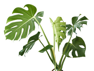 Monstera deliciosa leaf or Swiss cheese plant, isolated on white background, with clipping path