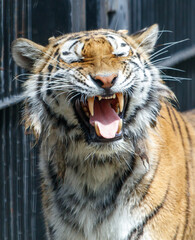A tiger is standing in front of a fence, with its mouth open