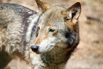 A grey wolf with a brown muzzle and a brown and white coat