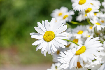 A bunch of white flowers with yellow centers