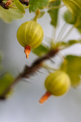 Two small green fruits hanging from a tree branch