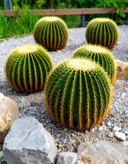 Round cacti in a garden bed