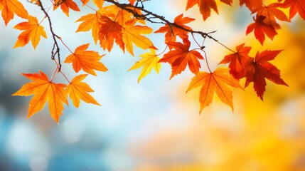 Vibrant orange and red autumn maple leaves on a branch against a blurred background.