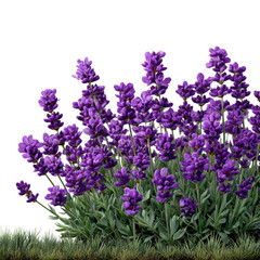 Obraz premium A lush cluster of purple lavender flowers with green foliage isolated on transparent background