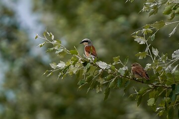 robin on a branch