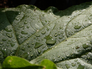 Cucumber Leaf Covered in Fresh Raindrops with Sunlight and Shadow