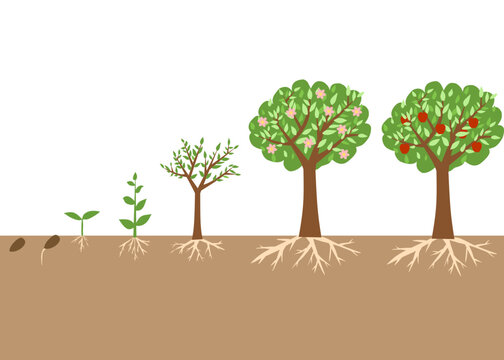 Apple tree life cycle above soil showing growth stages from seedling to fruit-bearing tree. Educational diagram.
