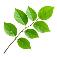 Fototapeta premium Bright green linden tree leaves on a twig, isolated on a white background, show fresh spring growth