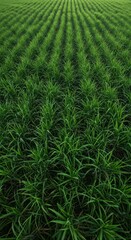 Lush green rows of young plants