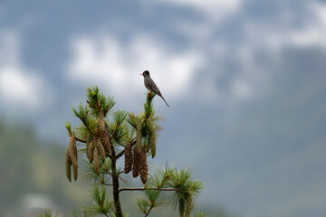 Black bulbul on the pine tree on mountain background