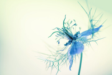 Niebieski kwiat czarnuszki na jasnym tle, karta, tapeta. © Elżbieta Kaps