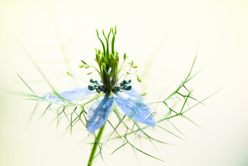 Niebieski kwiat czarnuszki na jasnym tle, karta, tapeta. © Elżbieta Kaps