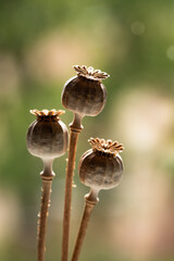 Sucha makówki na jasnym tle.  © Elżbieta Kaps