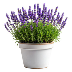 Fototapeta premium Lush blooming purple lavender plant with vibrant green foliage in a simple rustic white ceramic pot.