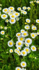 Chamomiles on sunny summer day. Wild flower. Collecting pharmacy chamomile for chamomile tea. Wild...