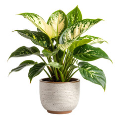 Lush variegated Aglaonema plant with green and cream leaves in a textured speckled ceramic pot.