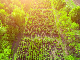 Young trees growing for forest restoration