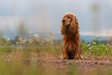 Cocker Spanilel rudy portret na łace. © Elżbieta Kaps