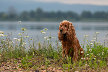 Cocker Spanilel rudy portret na łace. © Elżbieta Kaps