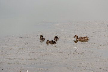 Kaczki pływające po stawie w Goczałkowice Zdrój, Śląsk © Elżbieta Kaps