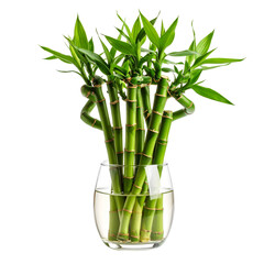 Fototapeta premium Lush green lucky bamboo stalks some twisted with vibrant leaves arranged in a clear glass vase filled with water.