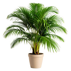 Fototapeta premium Lush green Areca palm houseplant with feathery fronds and yellow stems in a beige pot.