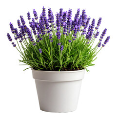 Naklejka premium Lush lavender plant with vibrant purple flowers and green foliage in a simple white pot.