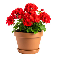 Fototapeta premium Vibrant red geranium plant with lush green leaves in a classic terracotta pot.
