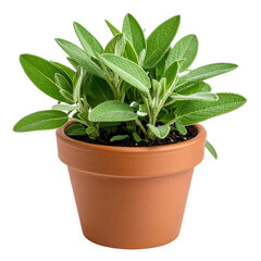 Fototapeta premium Lush green common sage plant with textured leaves growing in a terracotta pot.