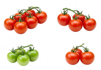 A collage of tomato bunches, featuring ripe red and unripe green cherry tomatoes on the vine, isolated on a transparent background