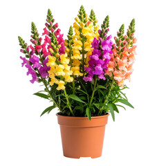 Vibrant multicolored snapdragon flowers Antirrhinum majus blooming in a brown plastic pot.