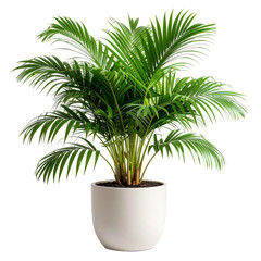 Lush green Areca palm plant with feathery fronds in a modern white ceramic pot.