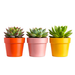 Trio of green Echeveria succulents in vibrant orange pink and yellow ceramic pots.